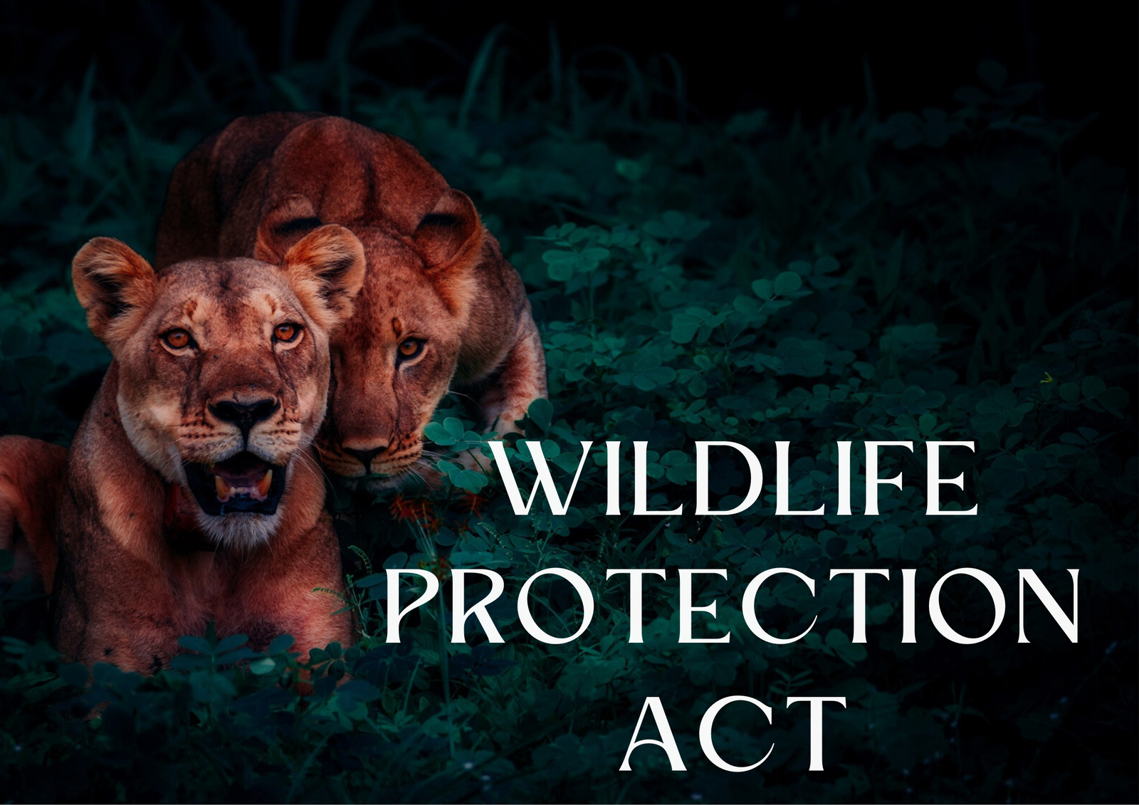 Kerala Government vs Wildlife Protection Act!