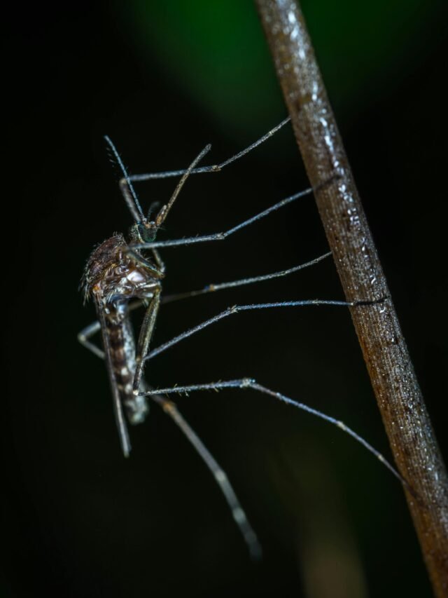 Chikungunya virus