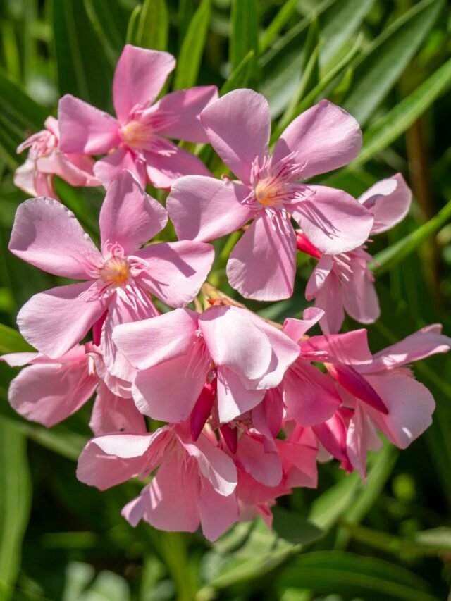 Oleander flower banned in Kerala.